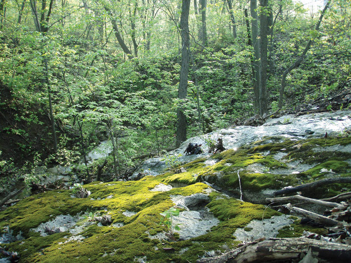 Prairiewood Preserve