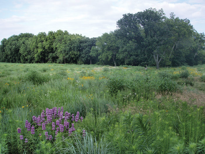 Prairiewood Preserve