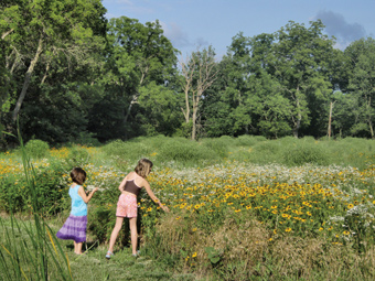 Wildflowers